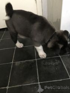 Photo №1. akita (chien) - à vendre en ville de Vasa | 490€ | Annonce №168929