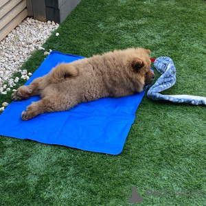 Photo №2 de l'annonce № 172214 de la vente chow-chow - acheter à La finlande annonce privée