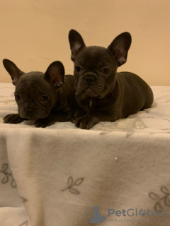 Photo №3. Chiots Bouledogue Français vaccinés disponibles. Allemagne