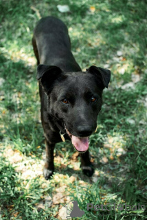 Photos supplémentaires: Le bon chien Drake est entre de bonnes mains.