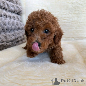 Photo №3. SpielZeug Pudel Welpen Zur adoption. Allemagne