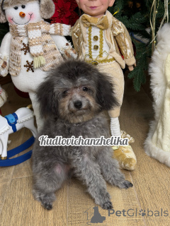 Photo №1. caniche (nain) - à vendre en ville de Krasnodar | 1833€ | Annonce №155131