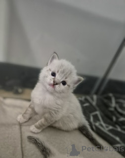 Photo №3. Chatons à ragdoll. Pologne