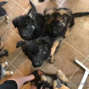Photo №3. Chiots berger allemand exceptionnels à la recherche de foyers bienveillants. Portugal