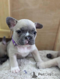 Photo №4. Je vais vendre bouledogue en ville de Varsovie. éleveur - prix - Gratuit
