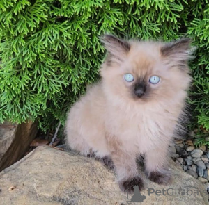 Photo №3. chat ragdoll. Allemagne