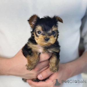 Photo №2 de l'annonce № 157332 de la vente yorkshire terrier - acheter à Irlande annonce privée