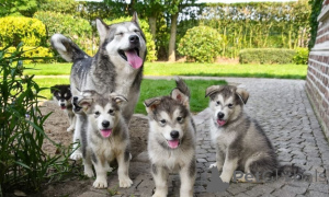 Photo №1. malamute de l'alaska - à vendre en ville de Adršpach | négocié | Annonce №170699