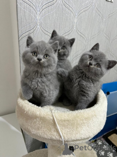 Photo №4. Je vais vendre british shorthair en ville de Ansubrg. éleveur - prix - 500€