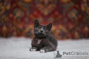 Photos supplémentaires: Le chaton fumé Funtik cherche un foyer !