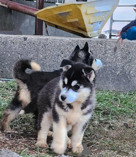 Photo №1. husky de sibérie - à vendre en ville de Mandaluyong | négocié | Annonce №159847