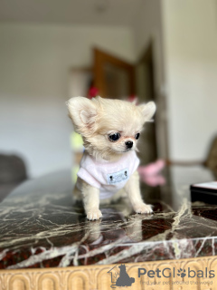 Photo №3. Chihuahua mini. Allemagne