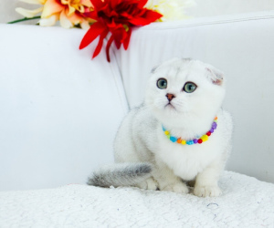 Photo №1. scottish fold - à vendre en ville de Nizhny Novgorod | Négocié | Annonce № 5858