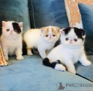 Photo №1. exotic shorthair - à vendre en ville de Hambourg | 242€ | Annonce № 155337