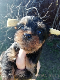 Photos supplémentaires: Chiots disponibles à la réservation