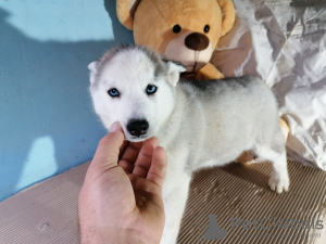Photo №4. Je vais vendre husky de sibérie en ville de Москва. annonce privée - prix - négocié