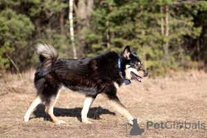 Photo №2 de l'annonce № 144543 de la vente chien bâtard - acheter à Fédération de Russie annonce privée