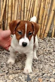 Photo №3. Cuccioli de Jack Russell Terrier en vente. Italie