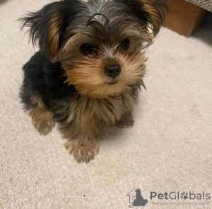 Photo №2 de l'annonce № 125800 de la vente biewer yorkshire terrier - acheter à Suède 
