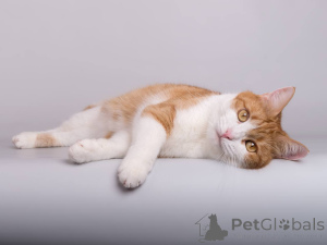 Photo №4. Je vais vendre  en ville de Khimki. de l'abri - prix - Gratuit