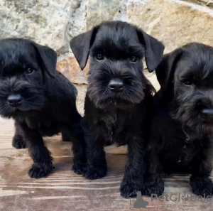 Photo №3. De magnifiques chiots Schnauzer vaccinés disponibles à la vente maintenant pour. La Roumanie