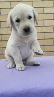 Photo №1. labrador retriever - à vendre en ville de Chelyabinsk | 432€ | Annonce №6185