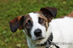 Photo №1. chien bâtard - à vendre en ville de Khimki | Gratuit | Annonce №159177