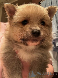 Photo №3. Chiots poméraniens. Allemagne