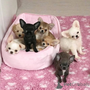 Photo №1. chihuahua - à vendre en ville de Berlin | négocié | Annonce №178367