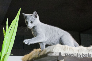 Photos supplémentaires: Bleu Russe avec droit d'élevage grande portée de 8 chatons