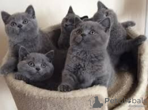 Photo №1. british shorthair - à vendre en ville de Düsseldorf | 350€ | Annonce № 147334