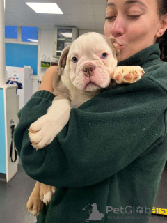 Photo №4. Je vais vendre bouledogue américain en ville de Дрезден. annonce privée - prix - 1063€
