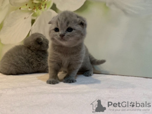 Photo №4. Je vais vendre scottish fold en ville de Rüdersdorf. annonce privée, éleveur - prix - 350€