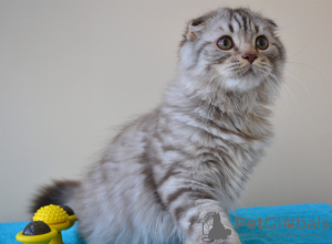 Photo №2 de l'annonce № 24365 de la vente scottish fold - acheter à Pologne de la fourrière