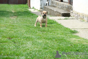 Photo №1. mastiff - à vendre en ville de Belgrade | 800€ | Annonce №111533