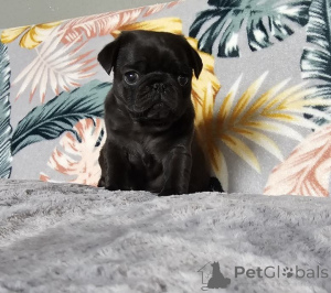 Photo №2 de l'annonce № 167676 de la vente  - acheter à Allemagne annonce privée, éleveur