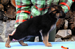 Photo №3. Berger allemand, très belles chiennes de la nurserie.. Ukraine