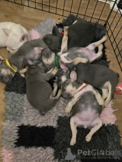 Photo №4. Je vais vendre bouledogue en ville de Vancouver. éleveur - prix - 757€