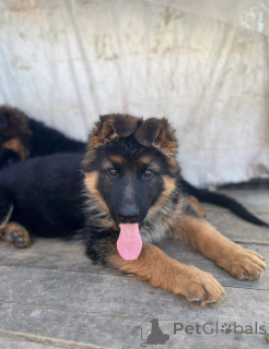 Photo №4. Je vais vendre berger allemand en ville de Irkoutsk. de la fourrière, éleveur - prix - 377€