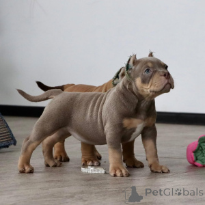 Photo №1. american bully - à vendre en ville de Fracasse | 999€ | Annonce №147439