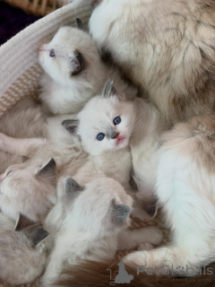 Photo №2 de l'annonce № 170646 de la vente ragdoll - acheter à Pays Bas éleveur