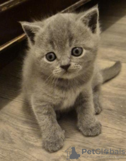 Photo №4. Je vais vendre british shorthair en ville de Wülfrath. de la fourrière, de l'abri, éleveur - prix - 350€