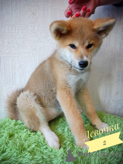Photo №4. Je vais vendre akita (chien) en ville de Novosibirsk. de la fourrière - prix - 2782€