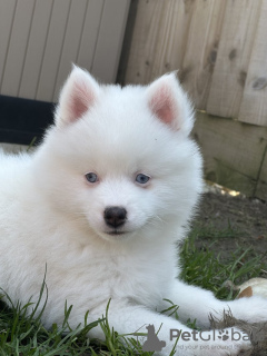 Photos supplémentaires: Nos 2 derniers mini pomskies aux yeux bleus