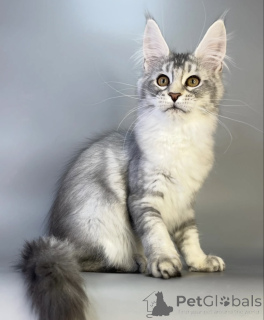 Photo №2 de l'annonce № 161669 de la vente maine coon - acheter à USA éleveur