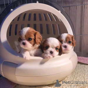 Photo №1. cavalier king charles spaniel - à vendre en ville de Helsinki | 450€ | Annonce №125668