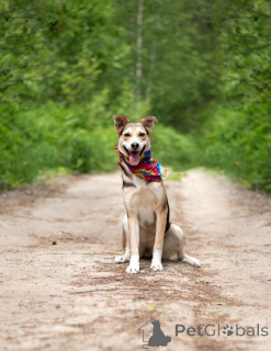 Photo №4. Je vais vendre chien bâtard en ville de Rivière moscou.  - prix - Gratuit