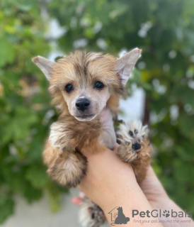 Photo №1. chien chinois à crête - à vendre en ville de Zrenjanin | négocié | Annonce №111491