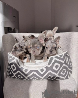 Photo №1. bouledogue - à vendre en ville de Patras | 300€ | Annonce №78597