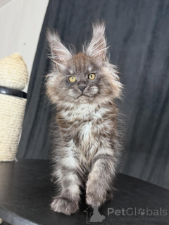 Photo №1. maine coon - à vendre en ville de Strasbourg | négocié | Annonce № 156465
